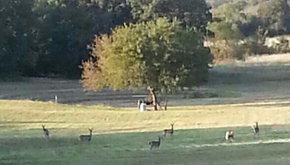 Deer roaming on the property