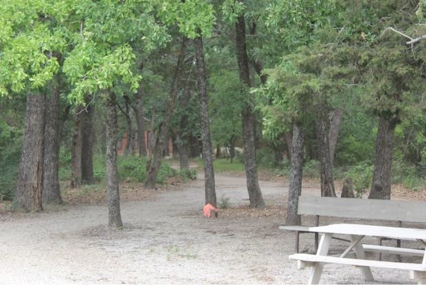 Wooded area between dorms & dining hall